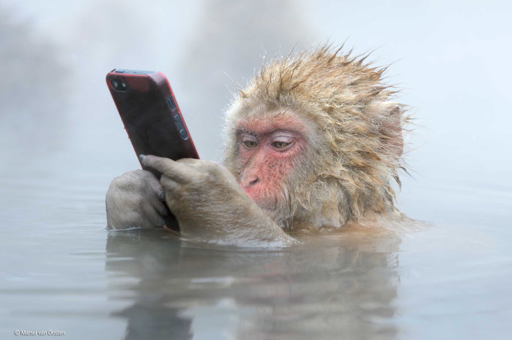 23303_l-image-du-jour-ce-singe-a-fait-le-tour-du-web-et-vient-d-etre-recompense